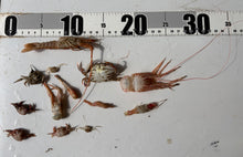 画像をギャラリービューアに読み込む, エビ🦐カニ🦀セット2026.5.12
