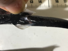 画像をギャラリービューアに読み込む, 【-60度】カラスザメ属3匹セット
