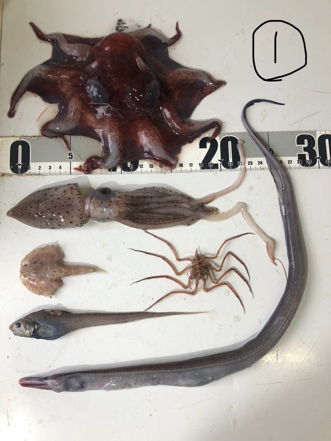 全ての商品 – ページ 2 – 深海魚直送便
