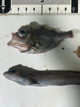 画像をギャラリービューアに読み込む, おすすめ深海魚5匹セット【2025.10.16】
