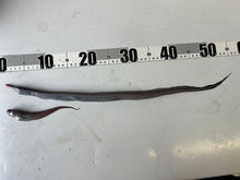 画像をギャラリービューアに読み込む, クズアナゴ科とオニカクレウオ2025.10.29
