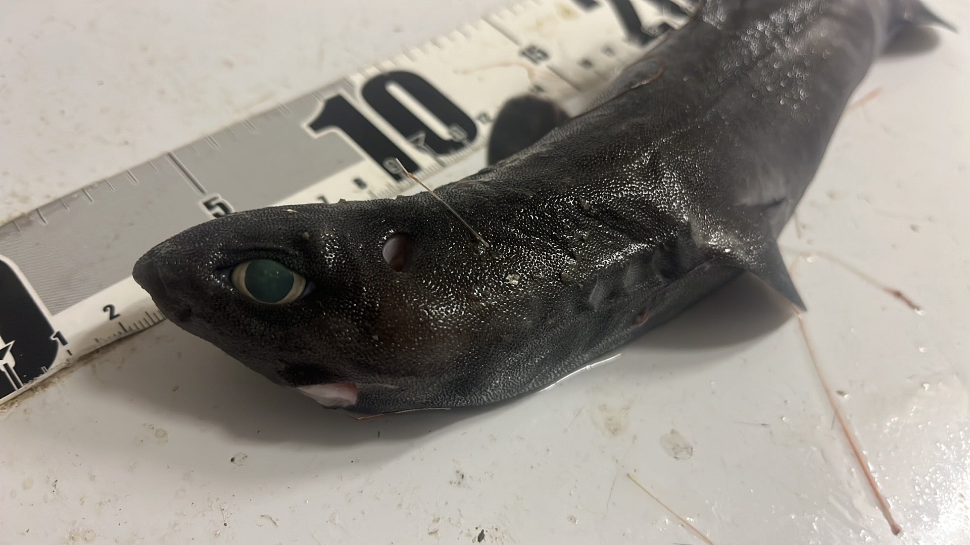深海魚標本ヨロイザメ 深海魚標本ヨロイザメ 【公式通販】