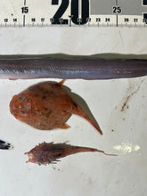 画像をギャラリービューアに読み込む, おすすめ深海魚5匹セット【2025.10.16】
