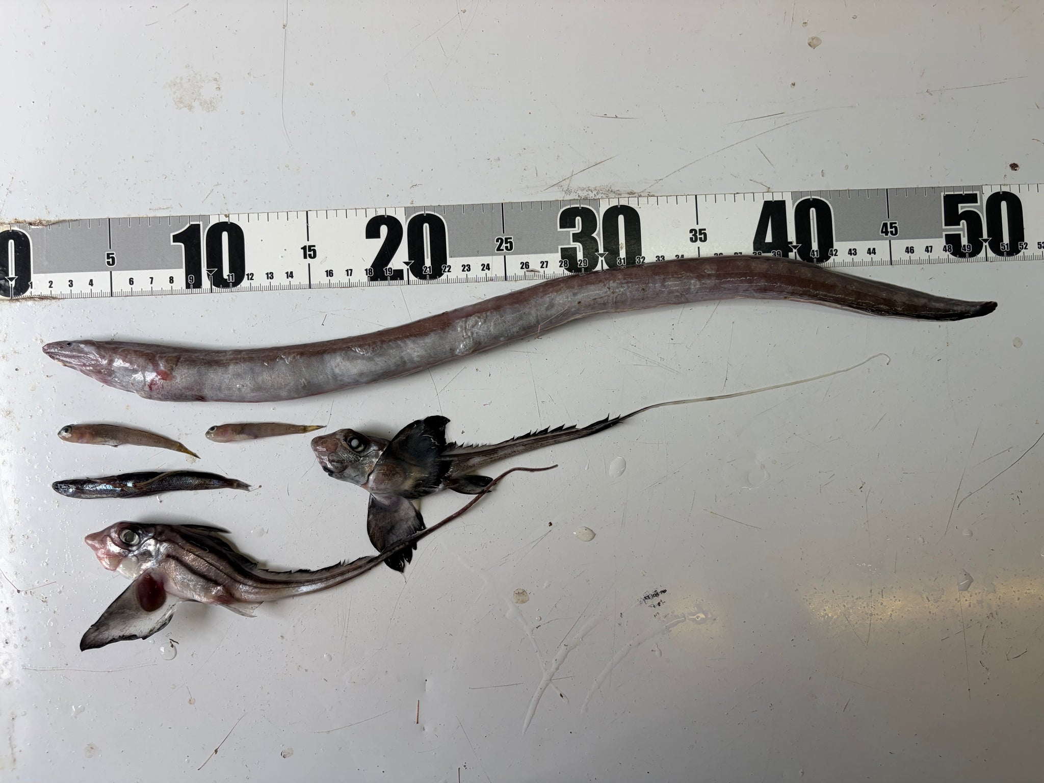 深海魚　オーダー受付ページ ヘンテコ深海魚（食用に向かない深海魚） – ページ 2 – 深海魚直送便