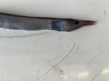 画像をギャラリービューアに読み込む, クズアナゴ科とオニカクレウオ2025.10.29
