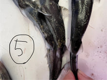 画像をギャラリービューアに読み込む, サメ詰め合わせセット【2025.11.4】
