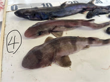 画像をギャラリービューアに読み込む, サメ詰め合わせセット【2025.11.4】
