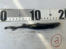 画像をギャラリービューアに読み込む, 2025.11.15 カラスザメ
