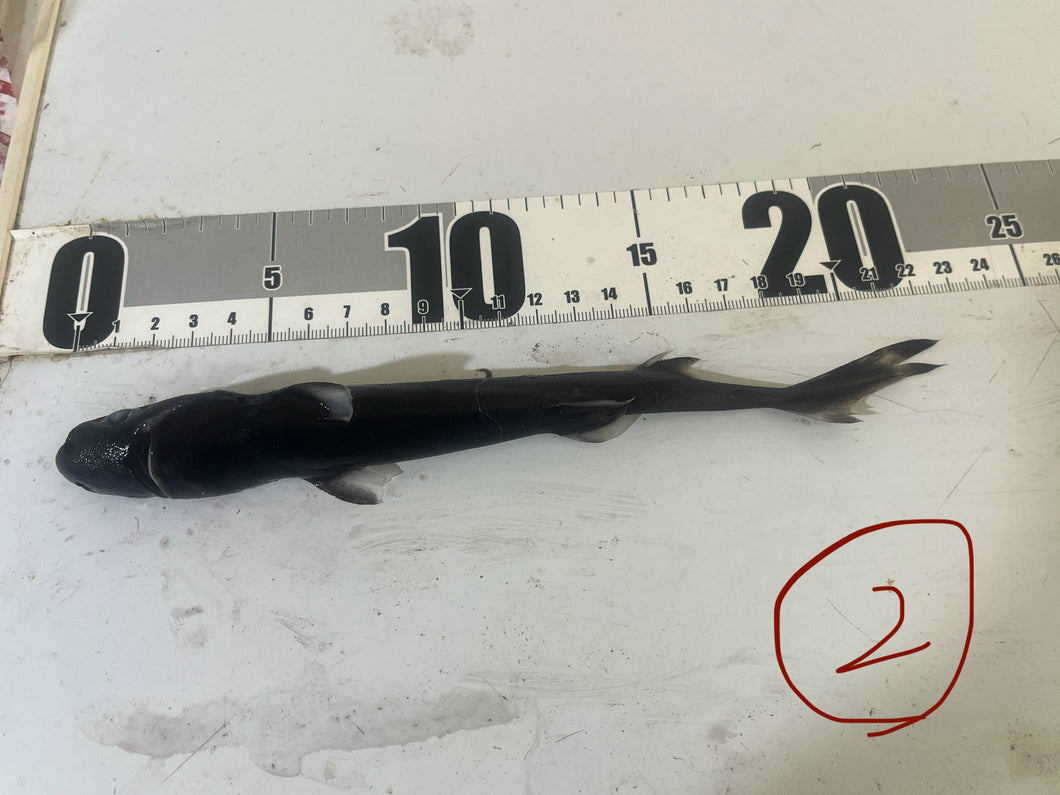 2025.11.15 カラスザメ