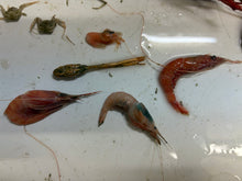 画像をギャラリービューアに読み込む, 【-60度】エビ🦐カニ🦀セット2026.5.7

