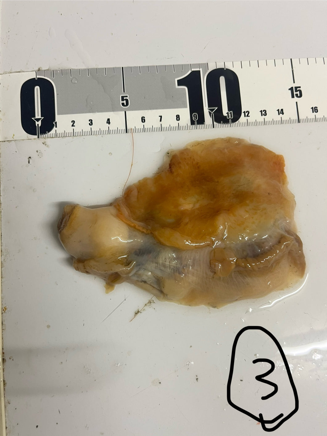 カンテンウミフクロウ