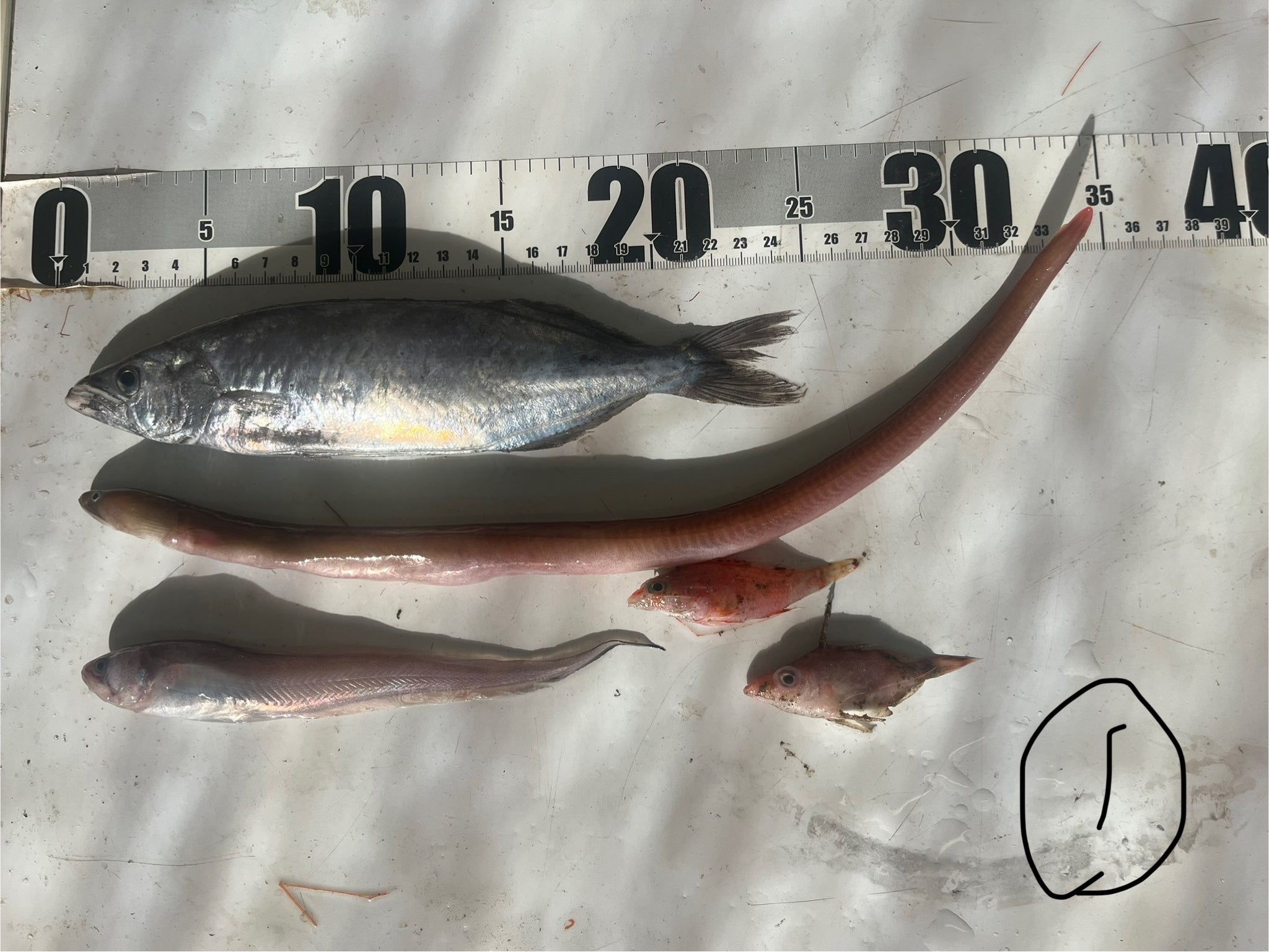 ヌーデンルード　深海魚 肩からツインテールの生えた深海魚を発見！ その正体とは？ - ナゾロジー