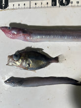 画像をギャラリービューアに読み込む, おすすめ深海魚5匹セット【2025.10.16】
