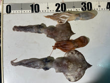 画像をギャラリービューアに読み込む, タコ🐙イカ🦑4匹セット2025.10.16
