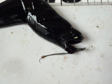 画像をギャラリービューアに読み込む, ホテイエソの仲間
