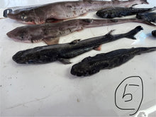 画像をギャラリービューアに読み込む, サメ詰め合わせセット【2025.11.4】
