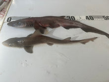 画像をギャラリービューアに読み込む, ヘラザメ属とホシザメ
