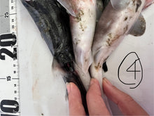 画像をギャラリービューアに読み込む, サメ詰め合わせセット【2025.11.4】
