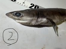 画像をギャラリービューアに読み込む, 【-60度】エドアブラザメ2025.10.29
