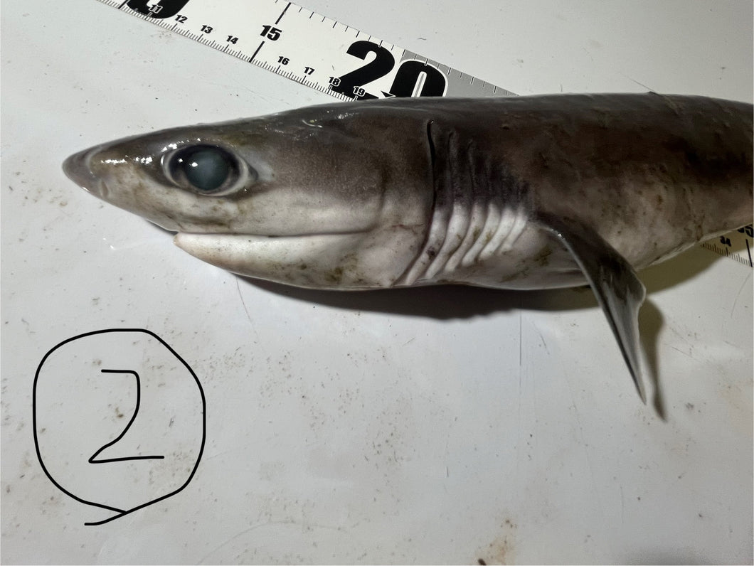 【-60度】エドアブラザメ2025.10.29