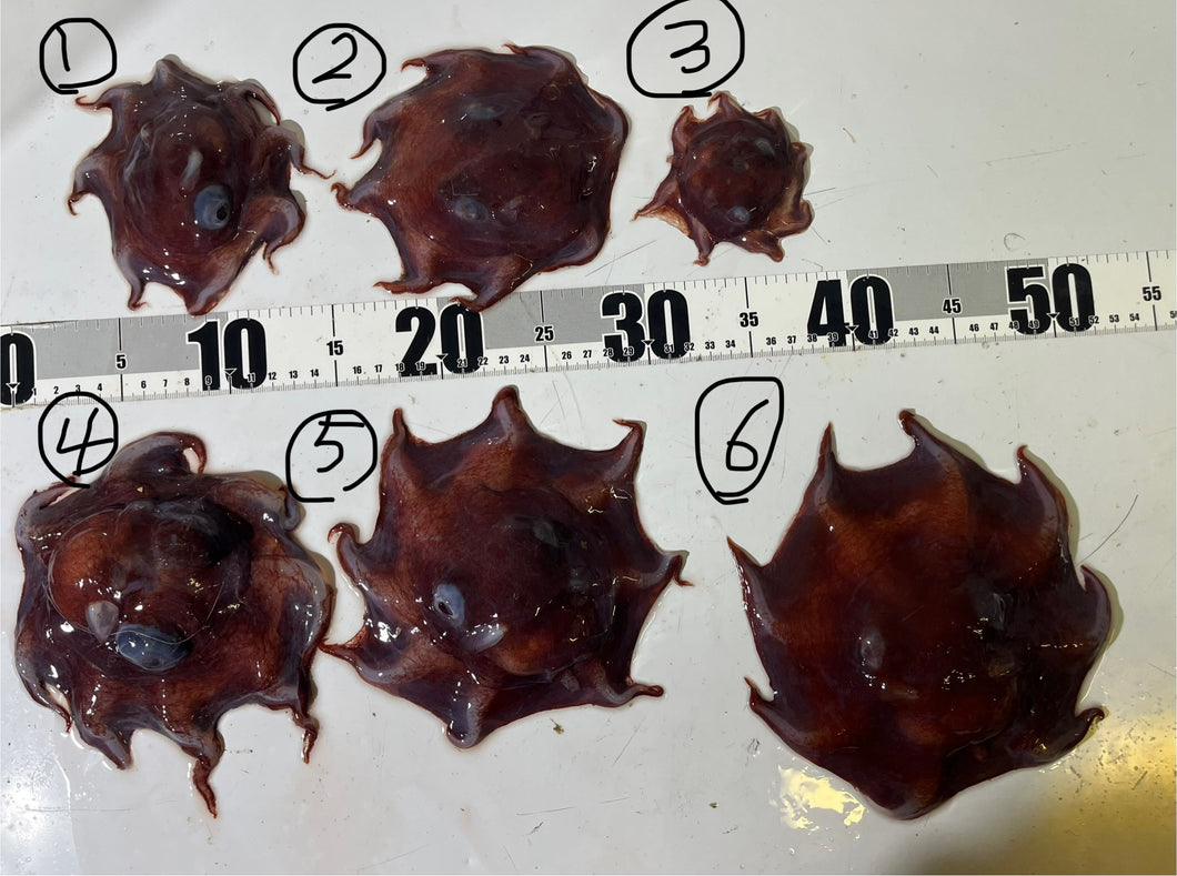 センベイダコ【2025.10.16】