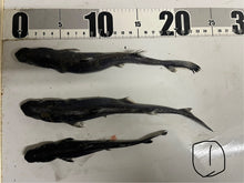 画像をギャラリービューアに読み込む, カラスザメ属3匹セット（採取地など記載）
