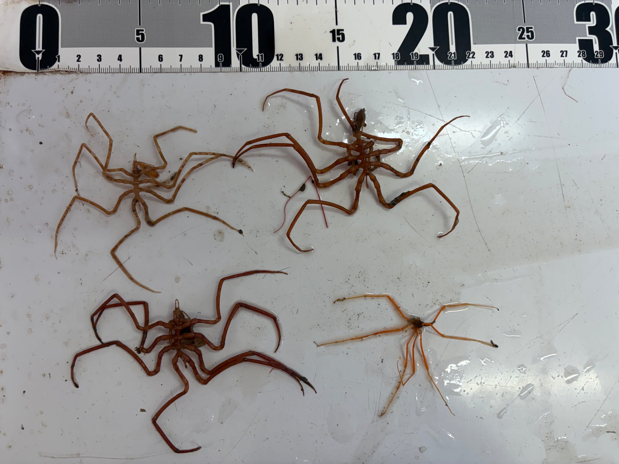 全ての商品 – 深海魚直送便