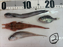 画像をギャラリービューアに読み込む, -60度深海魚セット【2026.3.10】
