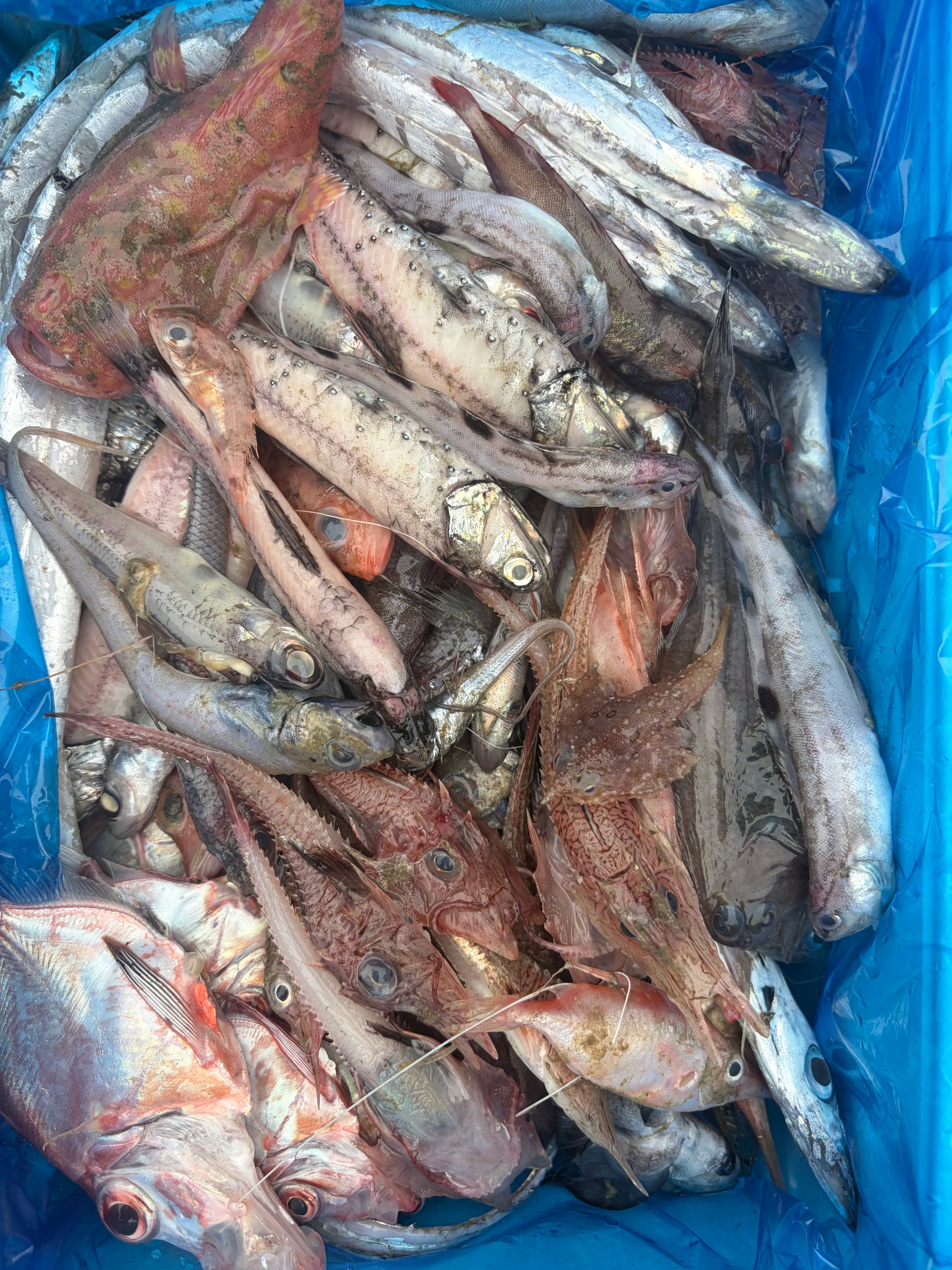全ての商品 – ページ 2 – 深海魚直送便