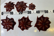 画像をギャラリービューアに読み込む, センベイダコ【2025.10.16】
