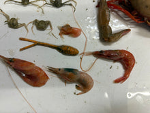 画像をギャラリービューアに読み込む, 【-60度】エビ🦐カニ🦀セット2026.5.7
