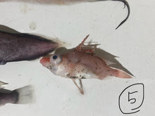 画像をギャラリービューアに読み込む, 【-60度】色々な深海魚　2026.1.19
