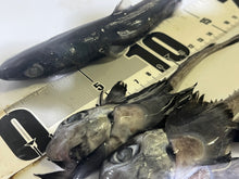 画像をギャラリービューアに読み込む, 【-60度】2025.11.11ギンザメ属、フジクジラセット
