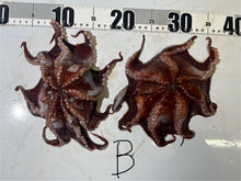 画像をギャラリービューアに読み込む, 【-60度】メンダコ属
