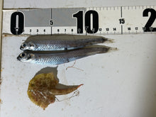 画像をギャラリービューアに読み込む, 【2026.2.14】アミメフウリュウウオ、ギンザケイワシ-60度
