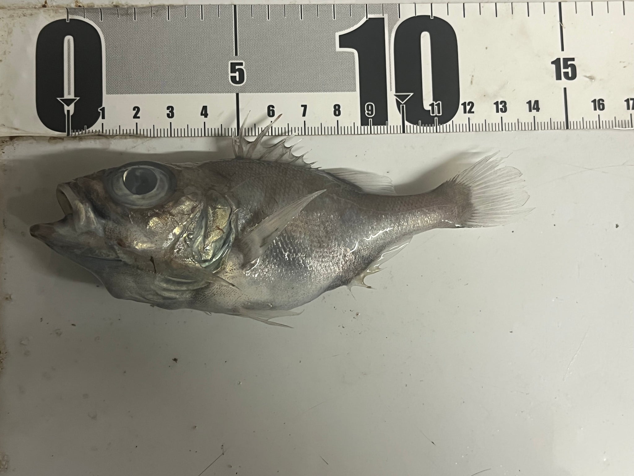 全ての商品 – 深海魚直送便