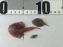 画像をギャラリービューアに読み込む, アカフウリュウウオなどセット【202510.13】-60度
