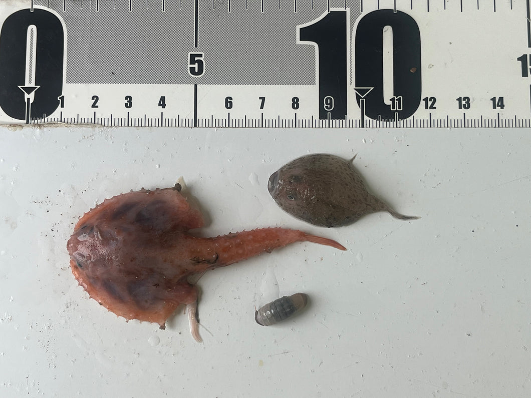 アカフウリュウウオなどセット【202510.13】-60度