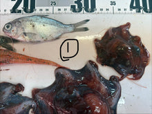 画像をギャラリービューアに読み込む, -60度深海魚セット【2026.3.10】
