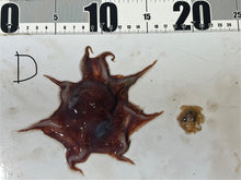 画像をギャラリービューアに読み込む, 【-60度】メンダコ属
