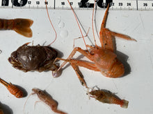 画像をギャラリービューアに読み込む, エビ🦐カニ🦀セット2026.5.12
