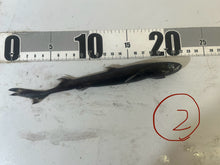 画像をギャラリービューアに読み込む, 2025.11.15 カラスザメ
