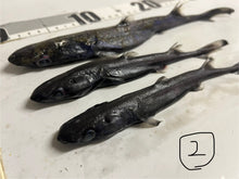 画像をギャラリービューアに読み込む, カラスザメ属3匹セット（採取地など記載）
