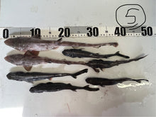 画像をギャラリービューアに読み込む, サメ詰め合わせセット【2025.11.4】
