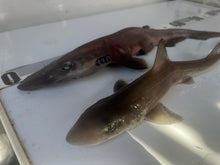 画像をギャラリービューアに読み込む, ヘラザメ属とホシザメ
