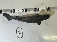 画像をギャラリービューアに読み込む, 【-60度】ヨロイザメ？
